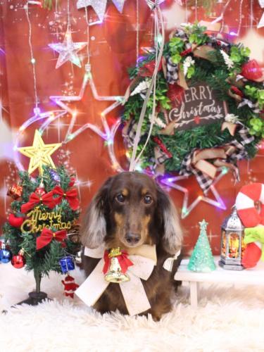 20231208ここあくん